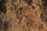 Tomentella terrestris image