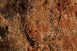 Tomentella terrestris image