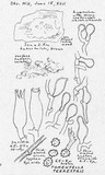 Tomentella terrestris image