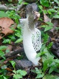 Phallus indusiatus image