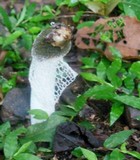 Phallus indusiatus image