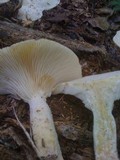 Lentinus levis image