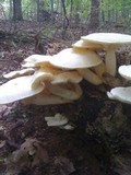 Lentinus levis image