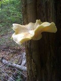Pleurotus dryinus image