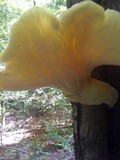 Pleurotus dryinus image