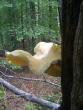 Pleurotus dryinus image