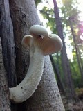Pleurotus dryinus image