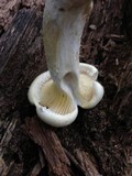 Pleurotus dryinus image