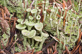 Cladonia fimbriata image