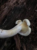 Pleurotus dryinus image