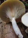 Pleurotus dryinus image