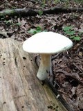 Pleurotus dryinus image