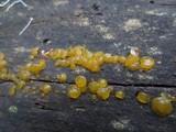 Dacrymyces capitatus image