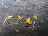 Dacrymyces capitatus image