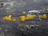 Dacrymyces capitatus image