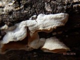 Byssomerulius corium image