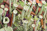Cladonia fimbriata image