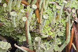 Cladonia fimbriata image