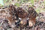 Morchella snyderi image
