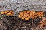 Kuehneromyces lignicola image