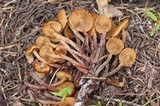 Kuehneromyces lignicola image