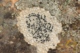 Lecidea tessellata image