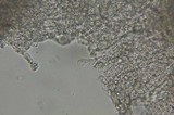 Cymatoderma caperatum image
