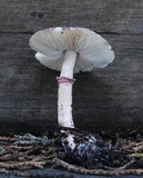 Lepiota decorata image