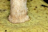Boletus variipes image