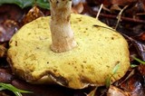 Boletus variipes image