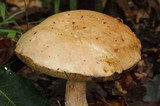 Boletus variipes image
