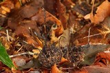 Xylaria liquidambar image