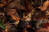 Xylaria liquidambar image