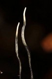 Xylaria liquidambar image