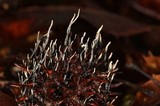 Xylaria liquidambar image