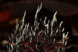Xylaria liquidambar image