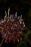 Xylaria liquidambar image