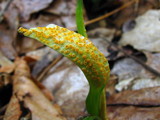 Puccinia mariae-wilsoniae image