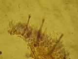 Tubulicrinis borealis image