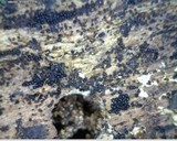 Nitschkia grevillei image