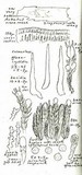 Basidiodendron eyrei image