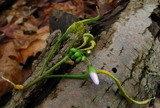 Puccinia mariae-wilsoniae image
