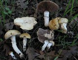 Stropharia coronilla image
