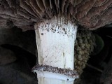 Stropharia coronilla image
