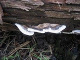 Bjerkandera adusta image