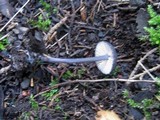 Entoloma corvinum image