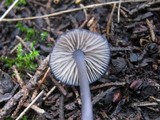 Entoloma corvinum image