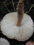 Lepiota brunneoincarnata image