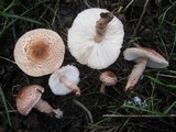 Lepiota brunneoincarnata image