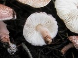 Lepiota brunneoincarnata image